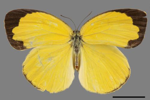 Eurema hecabe hobsoni[荷氏黃蝶][00015516]