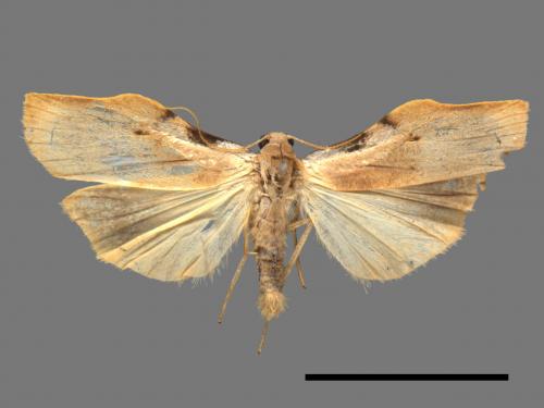 Teulisna tumida[膨圖苔蛾][00042642]