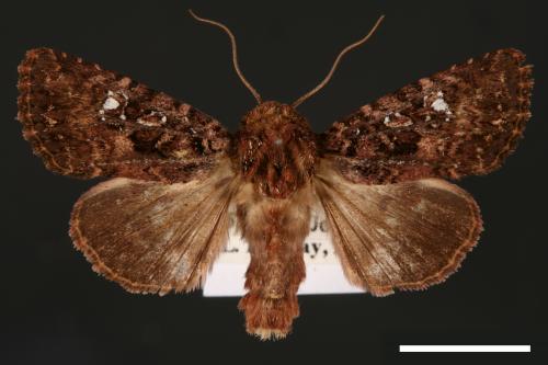 Feliniopsis tripunctata[00002209]