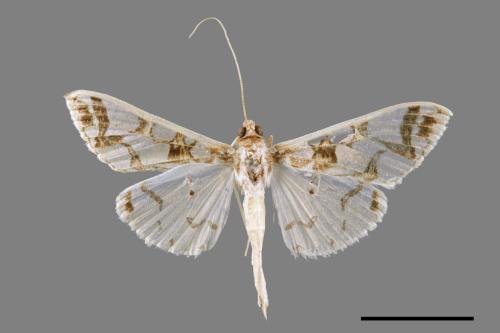 Polythlipta maceratalis[00065133]