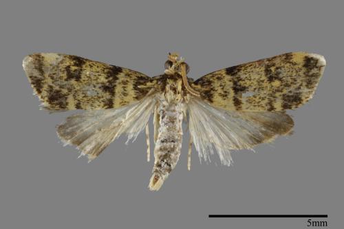 <已分類>Family：Pyralidae[螟蛾科][00099845]