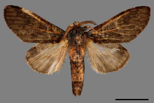 Syntypistis cyanea[青胯白舟蛾][00038625]