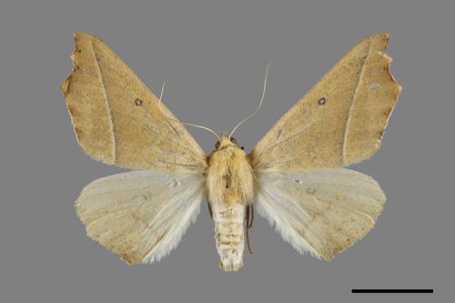 Odontopera bilinearia subarida[雙角銀心尺蛾][00071458]
