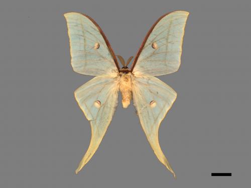 Actias selene ningpoana[長尾水青蛾][00016350]