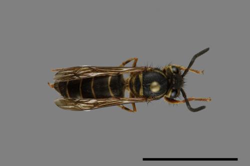 Vespula flaviceps[細黃胡蜂][00073055]