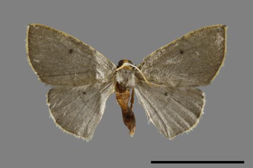 <已分類>Genus：Aplochlora[00071565]