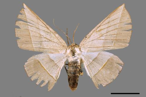 Sarcinodes carnearius[二線沙尺蛾][00051611]