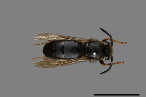 Vespula flaviceps[細黃胡蜂][00073166]