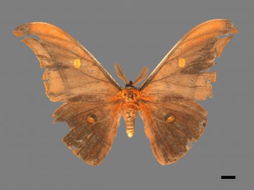 Antheraea formosana[紅目天蠶蛾][00016049]