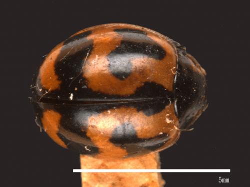 Coccinella transversalis[狹臀瓢蟲][00085977]