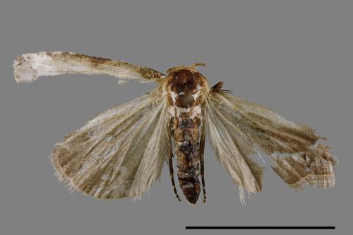 <已分類>Family：Noctuidae[夜蛾科][00011875]