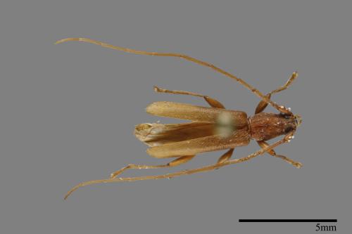 <已分類>Genus：Ceresium[00093234]