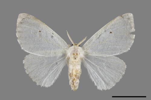 Arctornis cygna[小點白毒蛾][00059396]