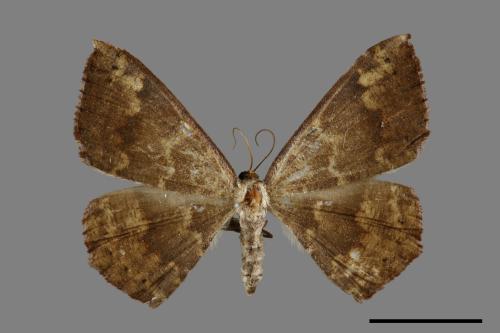 Pelalostega deletaria[枯斑尺蛾][00071493]