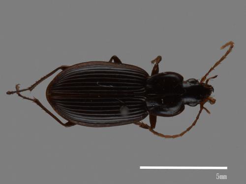 <已分類>Family：Carabidae[步行蟲科][00081993]