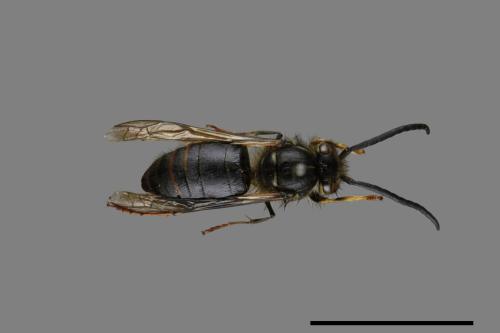 Vespula flaviceps[細黃胡蜂][00073021]