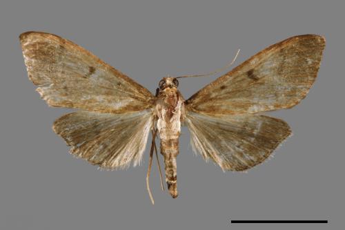 <已分類>Family：Crambidae[草螟科][00064098]