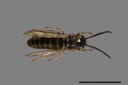 Vespula flaviceps[細黃胡蜂][00072910]