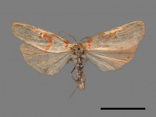 Cyana hamata[優雪苔蛾][00052496]
