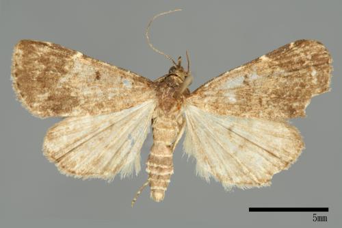 <已分類>Family：Noctuidae[夜蛾科][00010934]