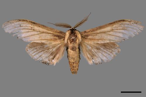 Rachia lineata[線峭舟蛾][00039679]