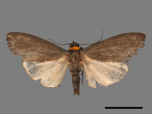 Paraona staudingeri[烏閃苔蛾][00053478]
