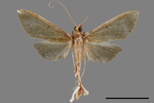 <已分類>Family：Crambidae[草螟科][00064121]