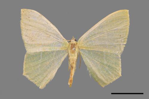 Thalassodes immisarius opalinus[粗脛翠尺蛾][00024594]