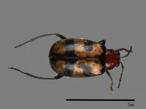 <已分類>Family：Chrysomelidae[金花蟲科][00035856]