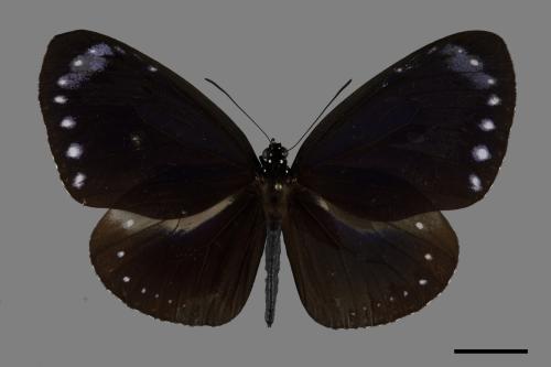 Euploea tulliolus koxinga[小紫斑蝶][00101155]