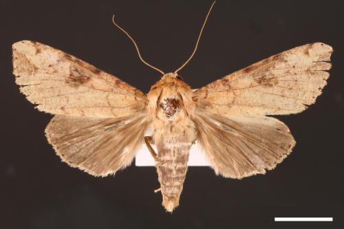 Tiracola plagiata[掌夜蛾][00001228]