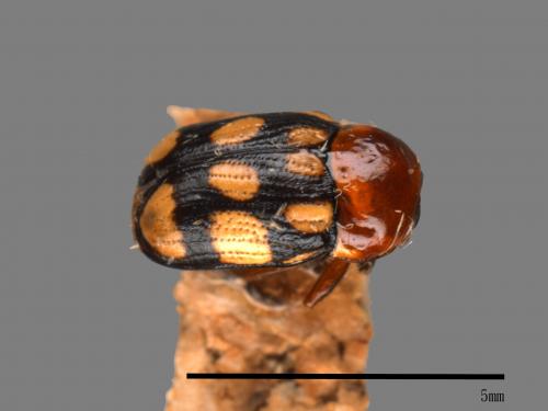 <已分類>Family：Chrysomelidae[金花蟲科][00081162]