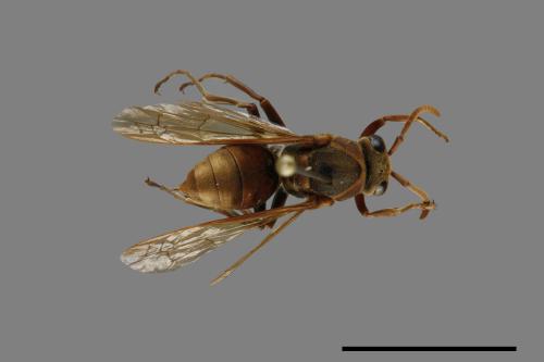 Polistes takasagonus[雙斑長腳蜂][00072734]