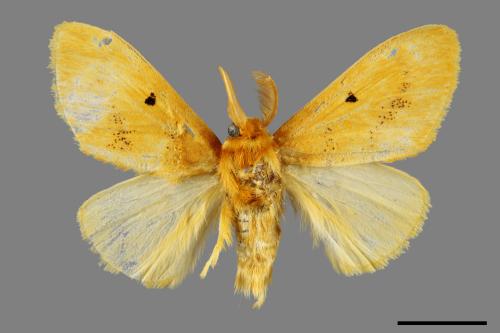 Euproctis nigricauda[00059519]