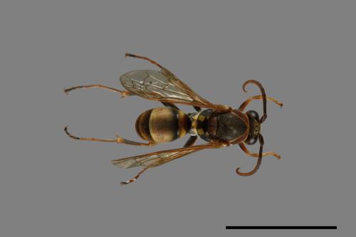 Polistes takasagonus[雙斑長腳蜂][00072675]