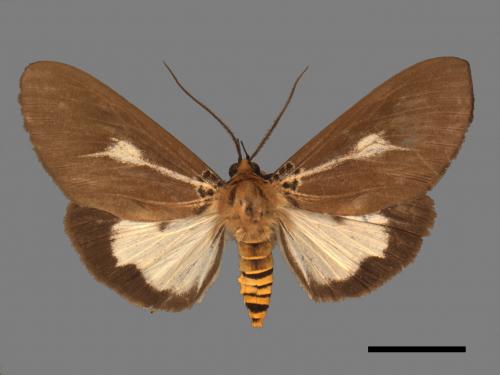 Asota heliconia zebrina[圓端擬燈蛾][00045166]