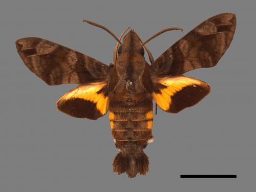 Macroglossum insipida insipida[微齒長喙天蛾][00016489]