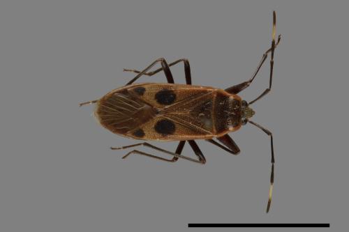 Physopelta parviceps[東亞斑紅椿][00040387]