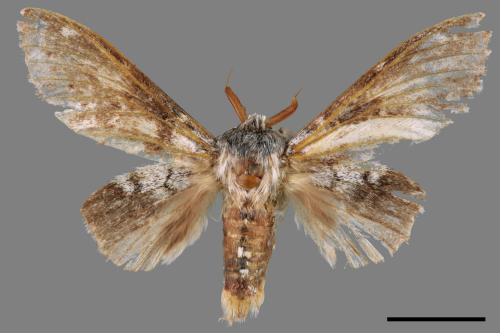 Stauropus teikichianus[台灣蟻舟蛾][00055214]