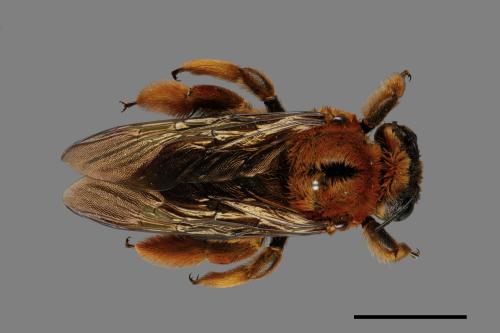 Xylocopa ruficeps[紅胸木蜂][00074673]