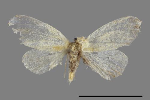 <已分類>Genus：Euproctis[00014994]