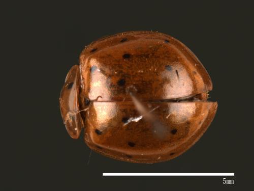 Harmonia sedecimnotata[星點褐瓢蟲][00013079]