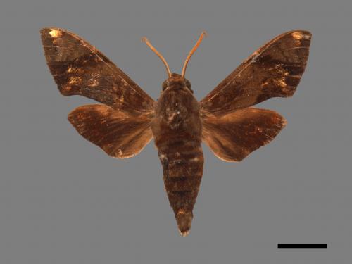 <已分類>Family：Sphingidae[天蛾科][00017798]