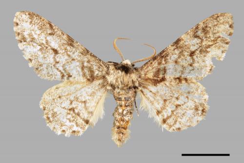 Biston marginatus[霜點突峰尺蛾][00039239]