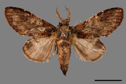 Syntypistis umbrosa[齒紋跨白舟蛾][00044385]