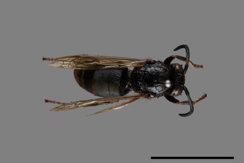 Vespula flaviceps[細黃胡蜂][00073138]