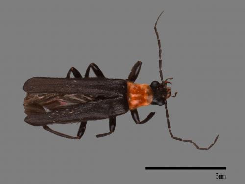 <已分類>Family：Cantharidae[菊虎科][00084398]