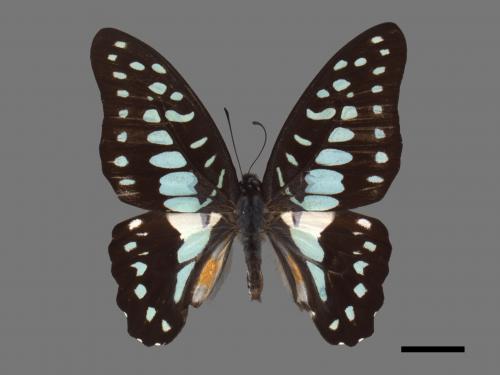 Graphium doson postianus[青斑鳳蝶][00027547]