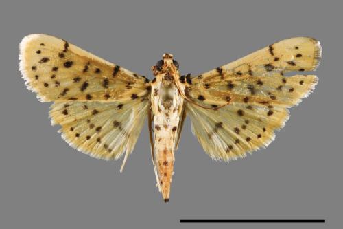 <已分類>Family：Crambidae[草螟科][00027901]