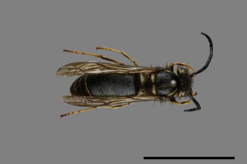 Vespula flaviceps[細黃胡蜂][00073085]